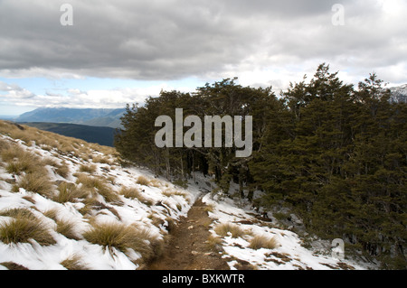 Snowy Tussock erba di Nelson Lakes Nationalpark Verschneites Tussock-Gras im Nelson Lakes Nationalpark in Neuseeland Foto Stock