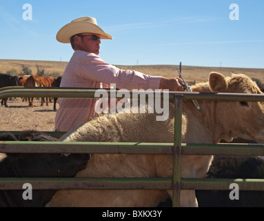 La vaccinazione di vitello sul ranch di bestiame Foto Stock