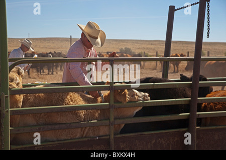 La vaccinazione di vitello sul ranch di bestiame Foto Stock