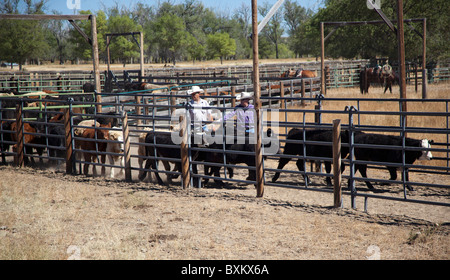 La vaccinazione di vitello sul ranch di bestiame Foto Stock