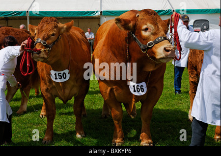 Bestiame sul display nei bovini a giudicare alla contea di Northumberland Visualizza Foto Stock