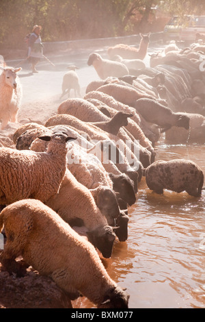 Pecore e Lama di bere nel trogolo di acqua in San Pedro de Atacama, Cile, America del Sud. Foto Stock