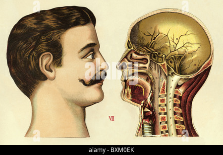 Medicina, anatomia, umana, uomo, faccia laterale, sezione trasversale, cartella medica, litografia, Germania, circa 1903, diritti aggiuntivi-clearences-non disponibile Foto Stock