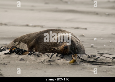 Neuseeländischer Seebär, Australasian pelliccia sigillo Foto Stock