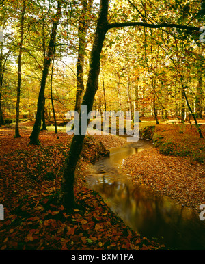 Latchmore Brook corre attraverso un supporto di faggi a Amberwood nella nuova foresta, Inghilterra. Foto Stock