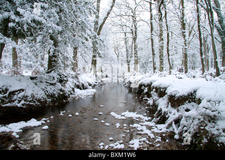 Una metà inverno immagine di Latchmore Brook nella nuova foresta, Inghilterra. Foto Stock