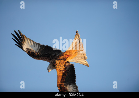 Aquilone rosso nei cieli di Galles centrale Foto Stock