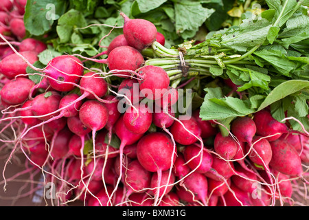 Appena raccolto mazzo di rossi ravanelli in un mercato degli agricoltori, San Norberto Farmers Market, Winnipeg, Manitoba, Canada. Foto Stock