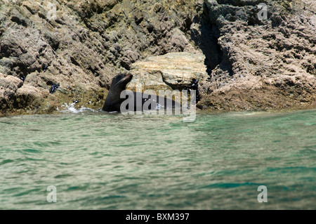 Neugieriger Neuseeländischer Seebär, curioso Australasian pelliccia sigillo Foto Stock
