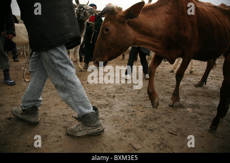 Domenica mercato del bestiame nel villaggio di Mirbazar vicino a Bukhara, Uzbekistan. Foto Stock