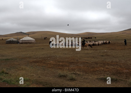 Pecore, Ger, pannello solare, cavalli, pastori, Khongo Khan Uul Riserva Naturale, poco Gobi, Mongolia: Foto Stock