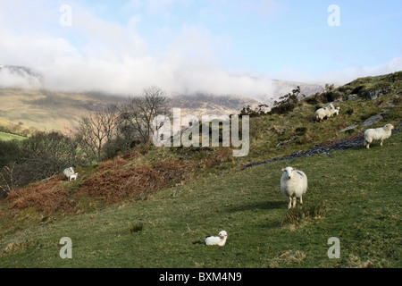 La molla gli agnelli e le pecore in campo vicino Corris con basse nubi sopra la montagna di Cadair Idris nel mese di aprile Foto Stock