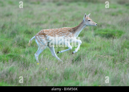 Daini in esecuzione Foto Stock