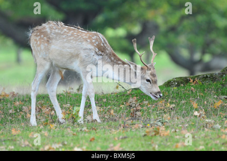 Giovane daino stag Foto Stock