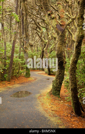 Stati Uniti d'America; Oregon; Carl G. Washburne Memorial State Park; sentiero per la spiaggia Foto Stock