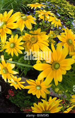 Montreal, Canada. fiori di susan con occhi neri (Rudbeckia hirta).. Foto Stock