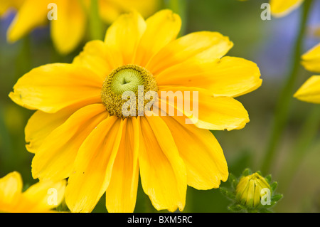 Montreal, Canada. fiori di susan con occhi neri (Rudbeckia hirta).. Foto Stock