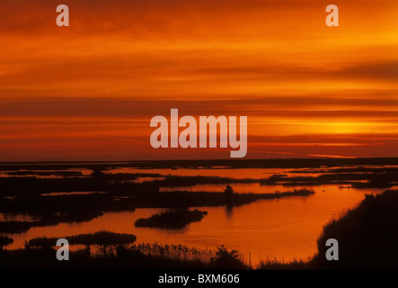 Alba nelle zone umide. Edwin B Forsythe National Wildlife Refuge, New Jersey, Stati Uniti. Foto Stock