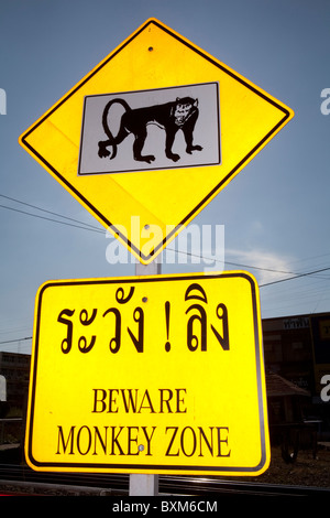Attenzione: zona di scimmia segno avverte circa i driver free running Crab-eating scimmie macaco in Lopburi. Foto Stock