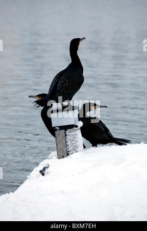 Famiglia di cormorani nella neve Foto Stock