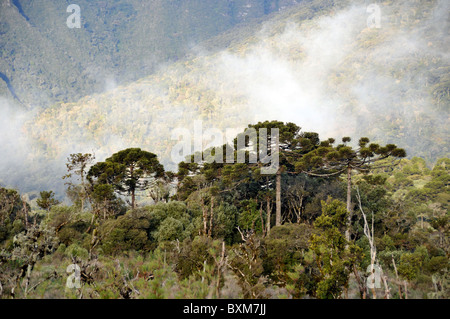 Foresta Araucaria e nuvole, Sao Joaquim National Park, Morro da Pedra Furada highlands, Santa Catarina, Brasile Foto Stock