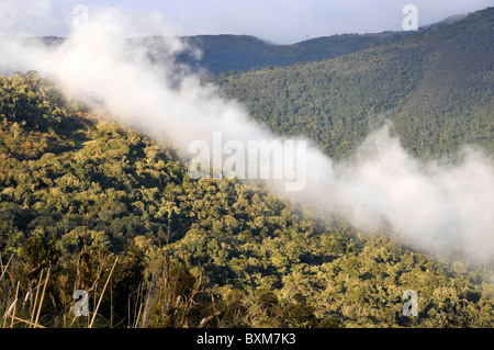 Foresta Araucaria e nuvole, Sao Joaquim National Park, Morro da Pedra Furada highlands, Santa Catarina, Brasile Foto Stock