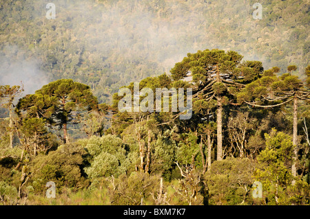 Foresta Araucaria e nuvole, Sao Joaquim National Park, Morro da Pedra Furada highlands, Santa Catarina, Brasile Foto Stock