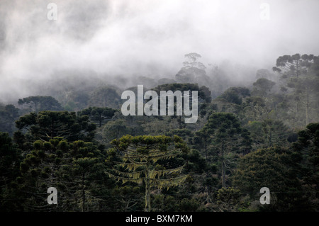 Foresta di Pini di Parana candelabri o alberi, Araucaria angustifolia, e nuvole, Sao Joaquim National Park, Santa Catarina, Brasile Foto Stock