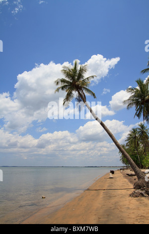 Sri Lanka East Coast Beach a Kinniya vicino a Trincomalee con noce di cocco pendente Palm tree appendere fuori sopra l'acqua Foto Stock