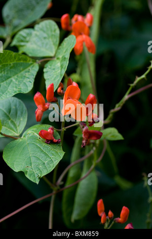 Runner fiori di fagiolo Foto Stock