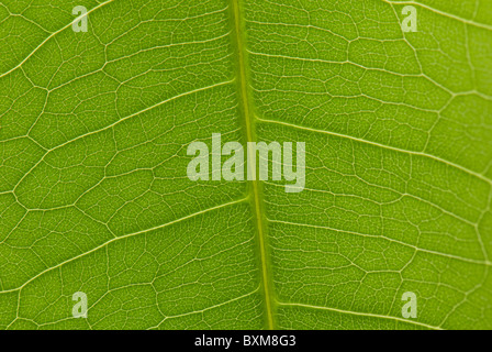 Ripresa macro di un Money Tree (Pachira Aquatica) foglie Foto Stock