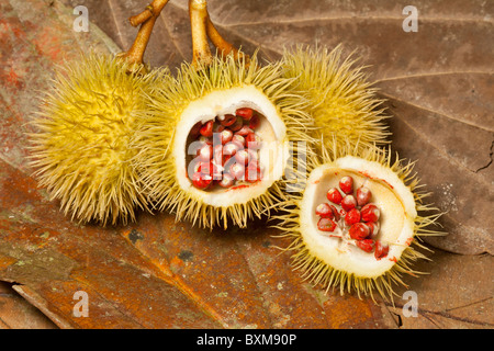 Achiote semi (Bixa orellana) mostra la colorazione annato che essi producono. Foto Stock