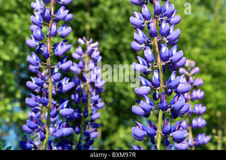 lupini Foto Stock