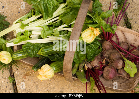 Trug di prodotti freschi, zucchine, barbabietole, spinaci, bietole e fave Foto Stock