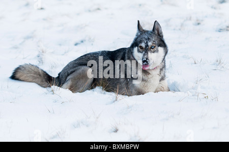 HUSKY giacente nella neve e leccare la neve fuori del naso. Foto Stock