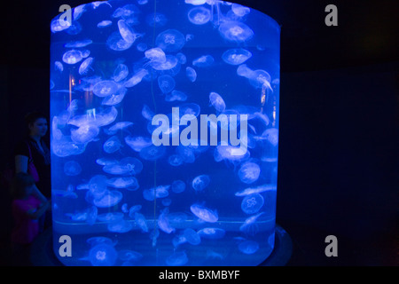 Allo Zoo Henry Doorly - Scott Aquarium - Luna Medusa Foto Stock