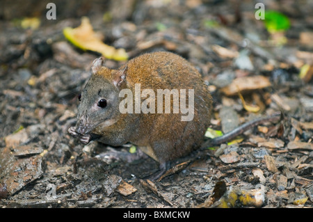 Muschiato di ratto canguro (Hypsiprymnodon moschatus) più piccolo dei Macropods (canguri), Wild Wet Tropics Area del Patrimonio Mondiale, Kura Foto Stock