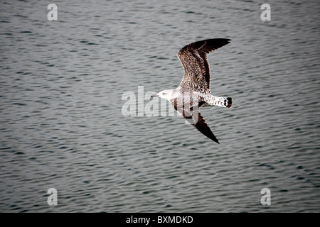 Vista di un gabbiano giovanile in pieno volo attraversando l'acqua. Foto Stock