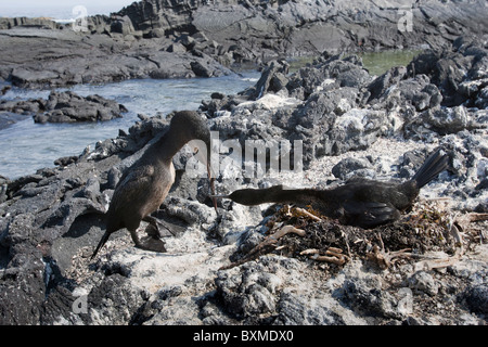 Flightless cormorano (Phalacrocorax harrisi), coppia accoppiata passando un bastone nel corteggiamento sul loro nido Foto Stock