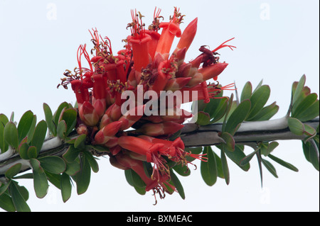 Ocotillo in fiore Foto Stock