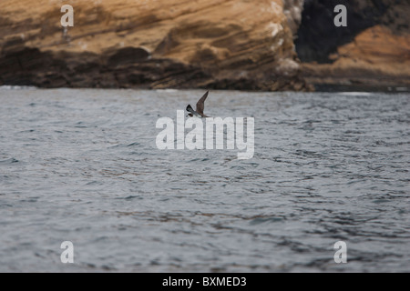 Galapagos (Petrel Pterodroma phaeopygia) in volo sopra le acque di Isabela Island, Galapagos. Foto Stock