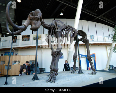 Lo scheletro di Mammut in mostra presso il museo di Oosterschelde nell'isola di lavoro Neeltje-reimerswaal Jans, Zeeland, Paesi Bassi Foto Stock