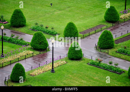 La fila di piccoli alberi di pino come visto da sopra. Foto Stock