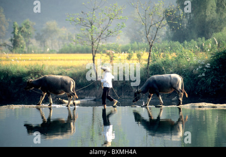 Leader contadino bufali. Foto Stock