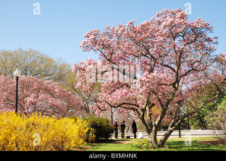Washington DC Cherry Blossom Festival Foto Stock