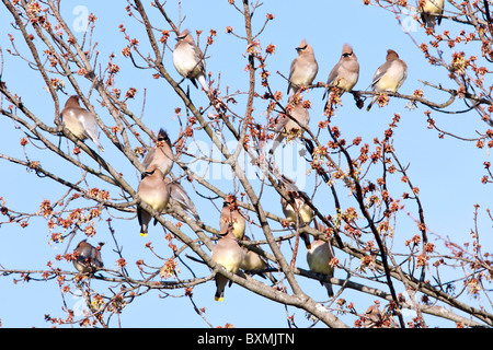 Il Cedar Waxwing gregge si appollaia in acero Foto Stock