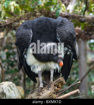 King Vulture Sarcoramphus papa Mondo di Uccelli di Città del Capo Sud Africa captive Foto Stock