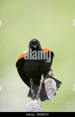 Rosso-winged Blackbird arroccato su Milkweed - verticale Foto Stock