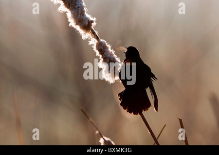 Rosso-winged Blackbird Singing su una fredda mattina Foto Stock