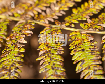 Lickey Hills Country Park worcestershire maggiore birmingham midlands, Regno Unito Inghilterra Foto Stock